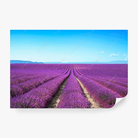 Fototapete lavendelfelder unter blauem himmel – Wallnifity®