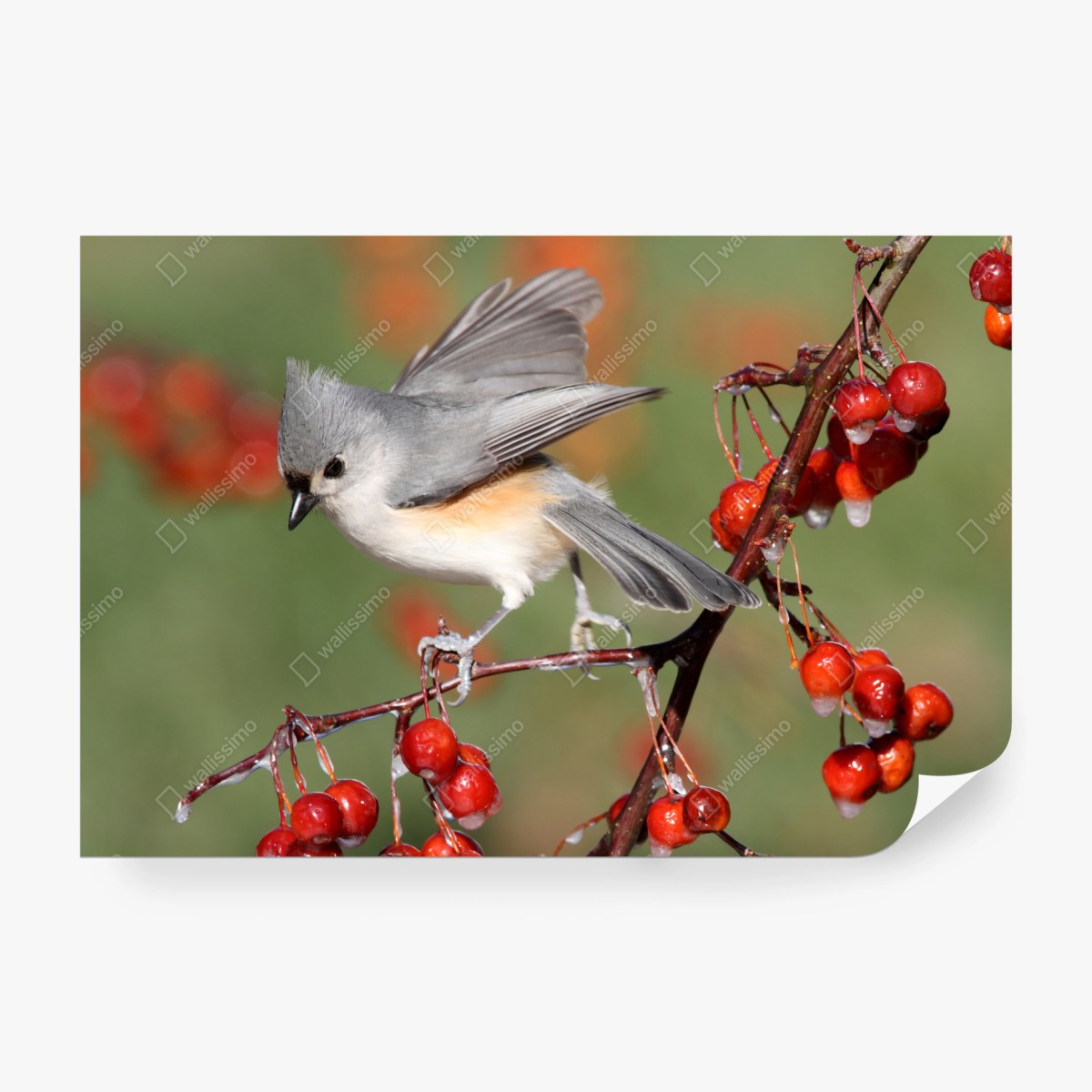 Fototapete grauer vogel auf roten beeren – Wallnifity®