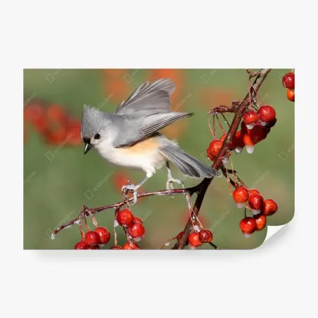 Fototapete grauer vogel auf roten beeren – Wallnifity®
