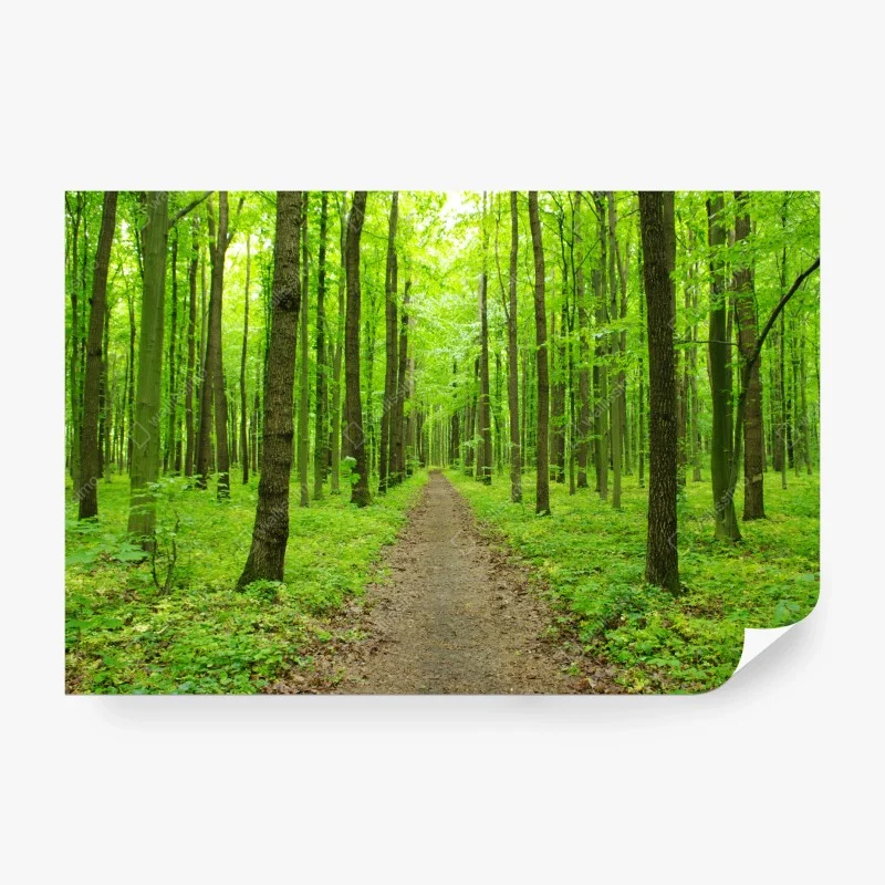 Wälder – Wallnifity®
