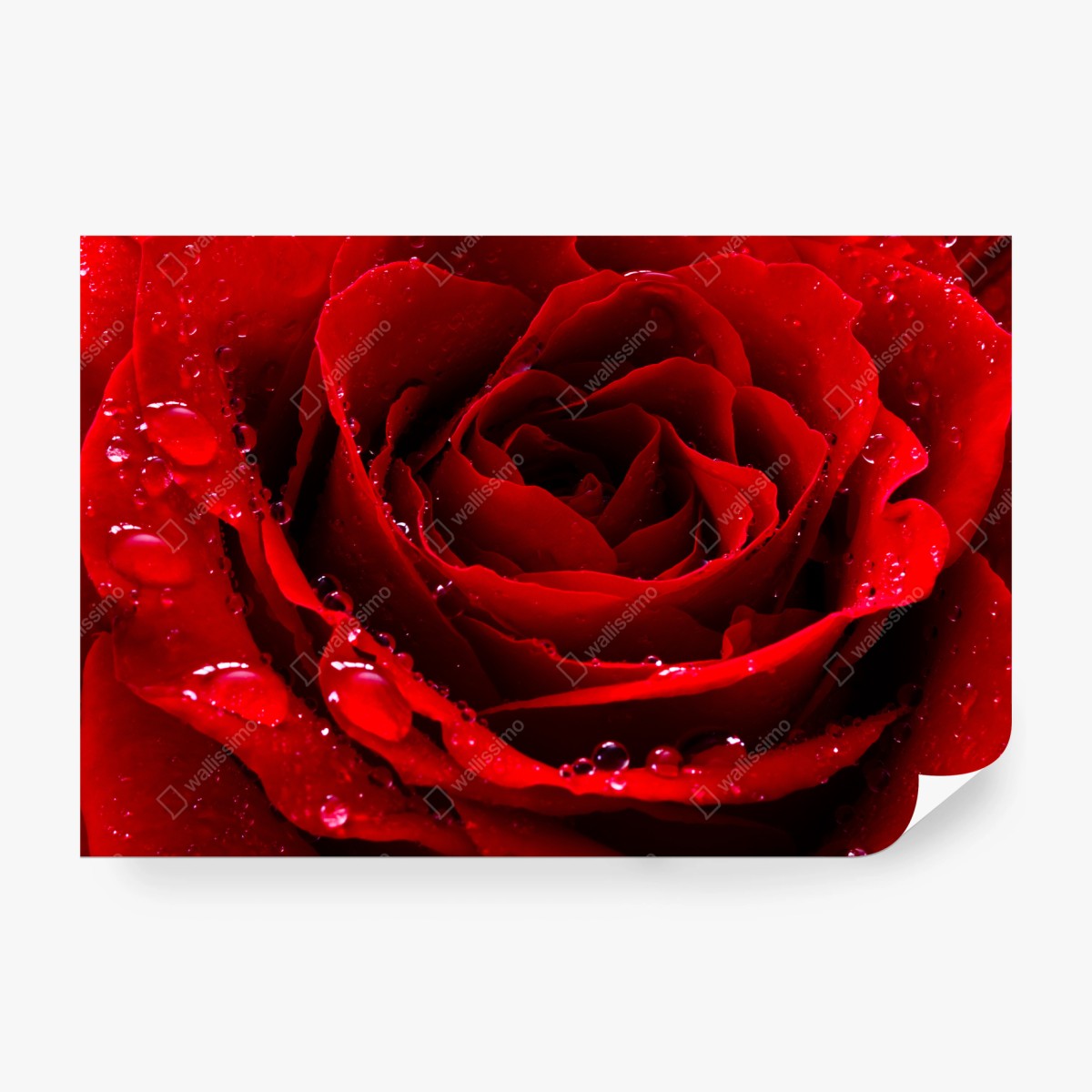 Fototapete leuchtend rote rose nahaufnahme – Wallnifity®