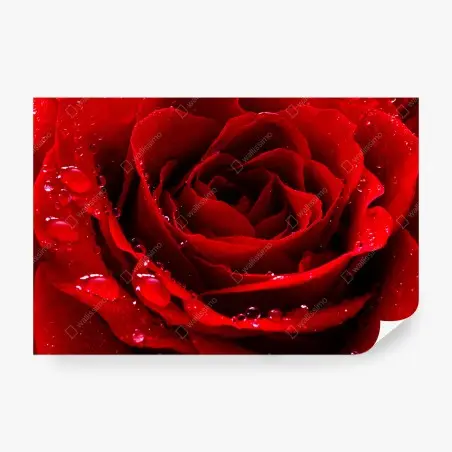 Fototapete leuchtend rote rose nahaufnahme – Wallnifity®