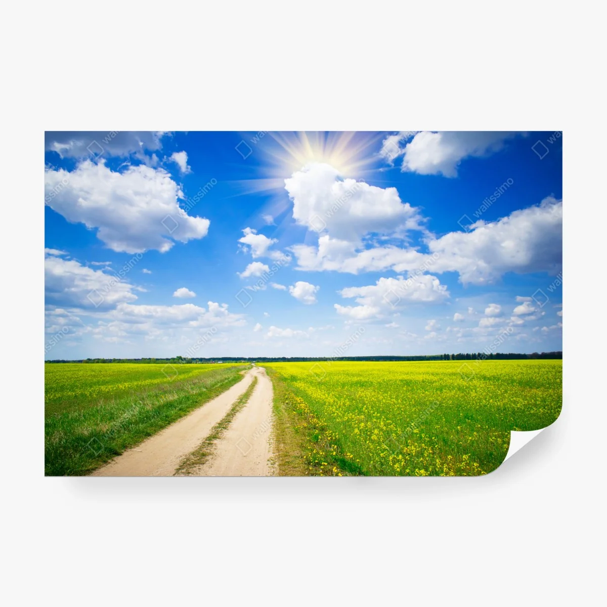 Fototapete gelbes rapsfeld unter blauem himmel – Wallnifity®