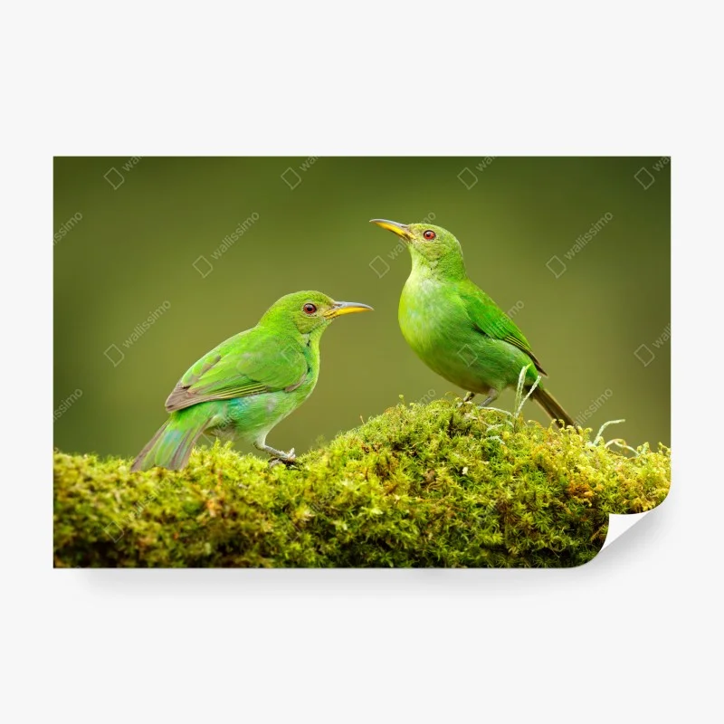 Vögel – Wallnifity®
