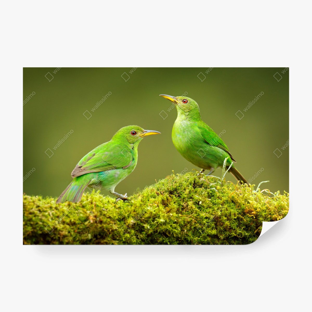 Fototapete lebendige grüne honigfresser auf moos – Wallnifity®