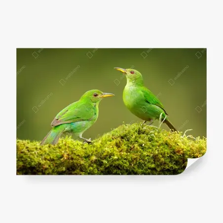 Fototapete lebendige grüne honigfresser auf moos – Wallnifity®