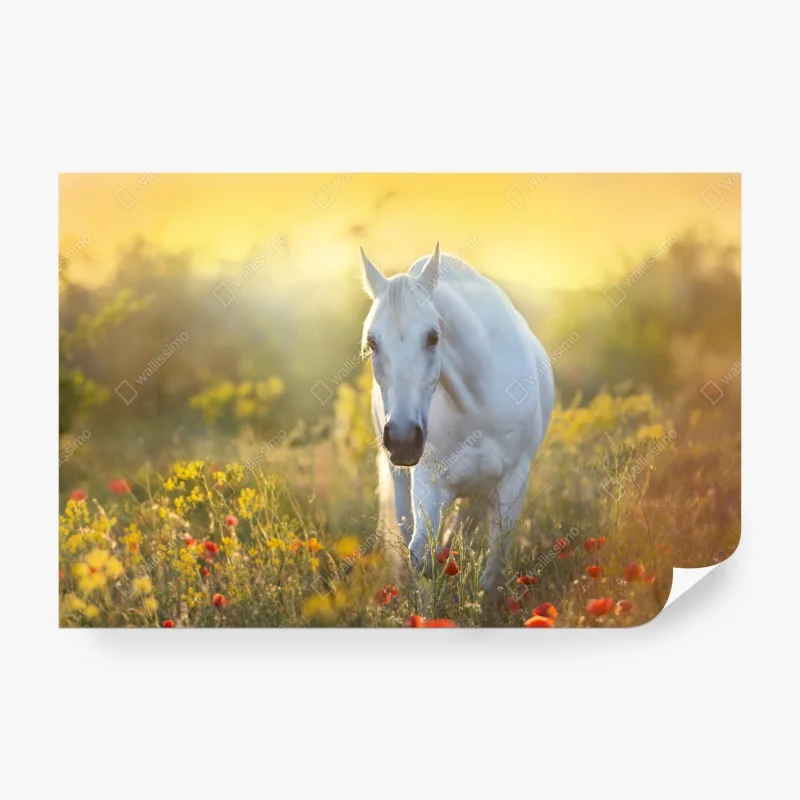 Pferde – Wallnifity®