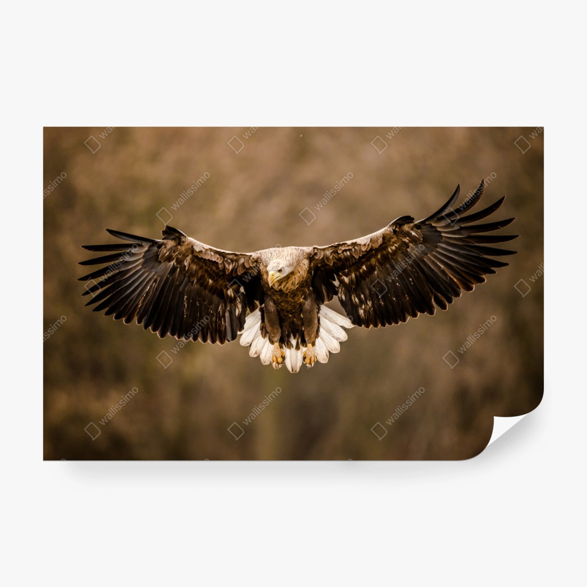 Fototapete majestätischer adler im flug – Wallnifity®