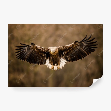 Fototapete majestätischer adler im flug – Wallnifity®