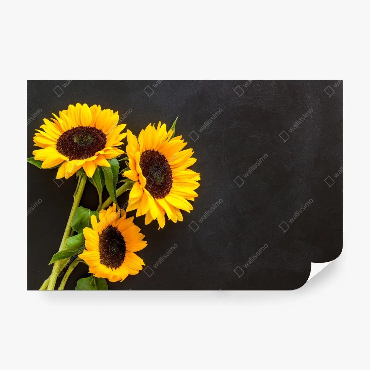 Fototapete sonnenblumenstrauß auf schwarzem hintergrund – Wallnifity®
