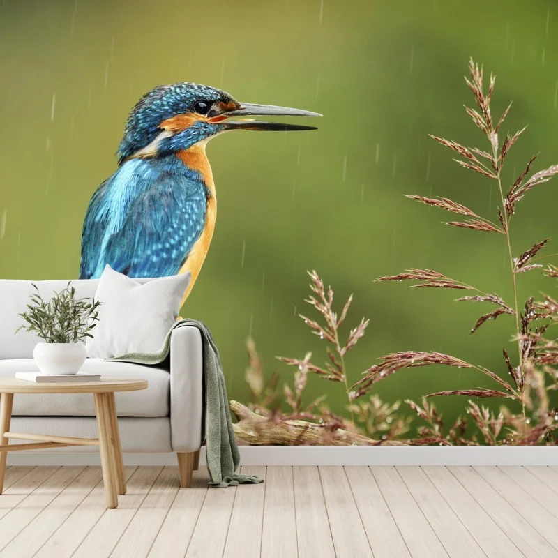 Fototapete lebhafter eisvogel im regen – Wallnifity® Fototapete lebhafter eisvogel im regen – Wallnifity®