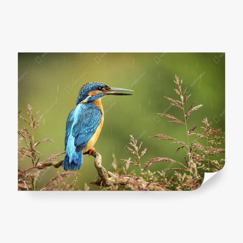 Fototapete lebhafter eisvogel im regen – Wallnifity® Fototapete lebhafter eisvogel im regen – Wallnifity®