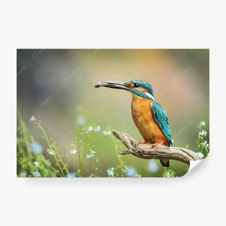 Fototapete eisvogel auf einem ast mit fisch – Wallnifity®
