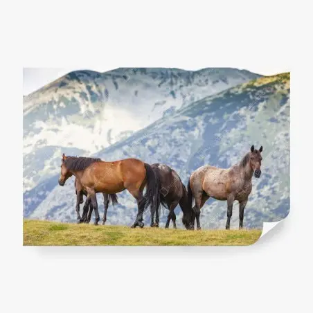 Fototapete pferde auf der bergwiese – Wallnifity®