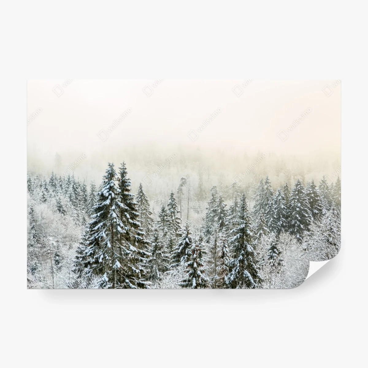 Fototapete verschneiter wald im sanften nebel – Wallnifity®