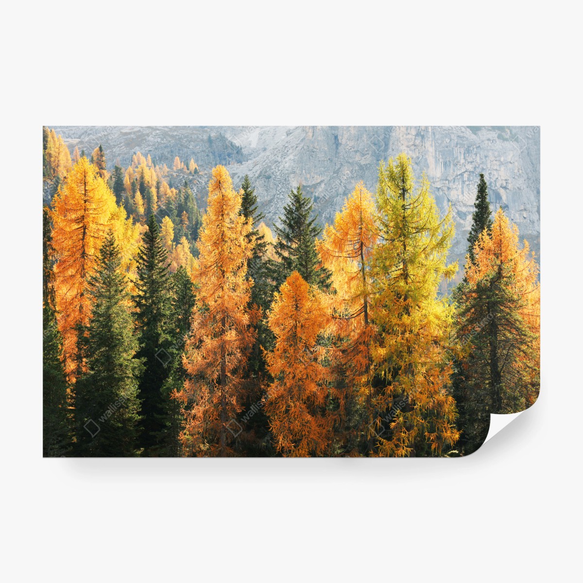 Fototapete goldener herbstlicher lärchenwald – Wallnifity®