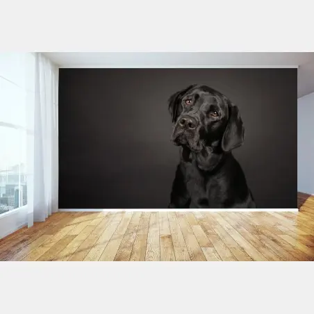 Fototapete studio-porträt eines schwarzen labradors – Wallnifity®