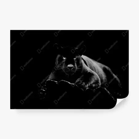 Fototapete majestätisches porträt eines schwarzen panthers – Wallnifity®
