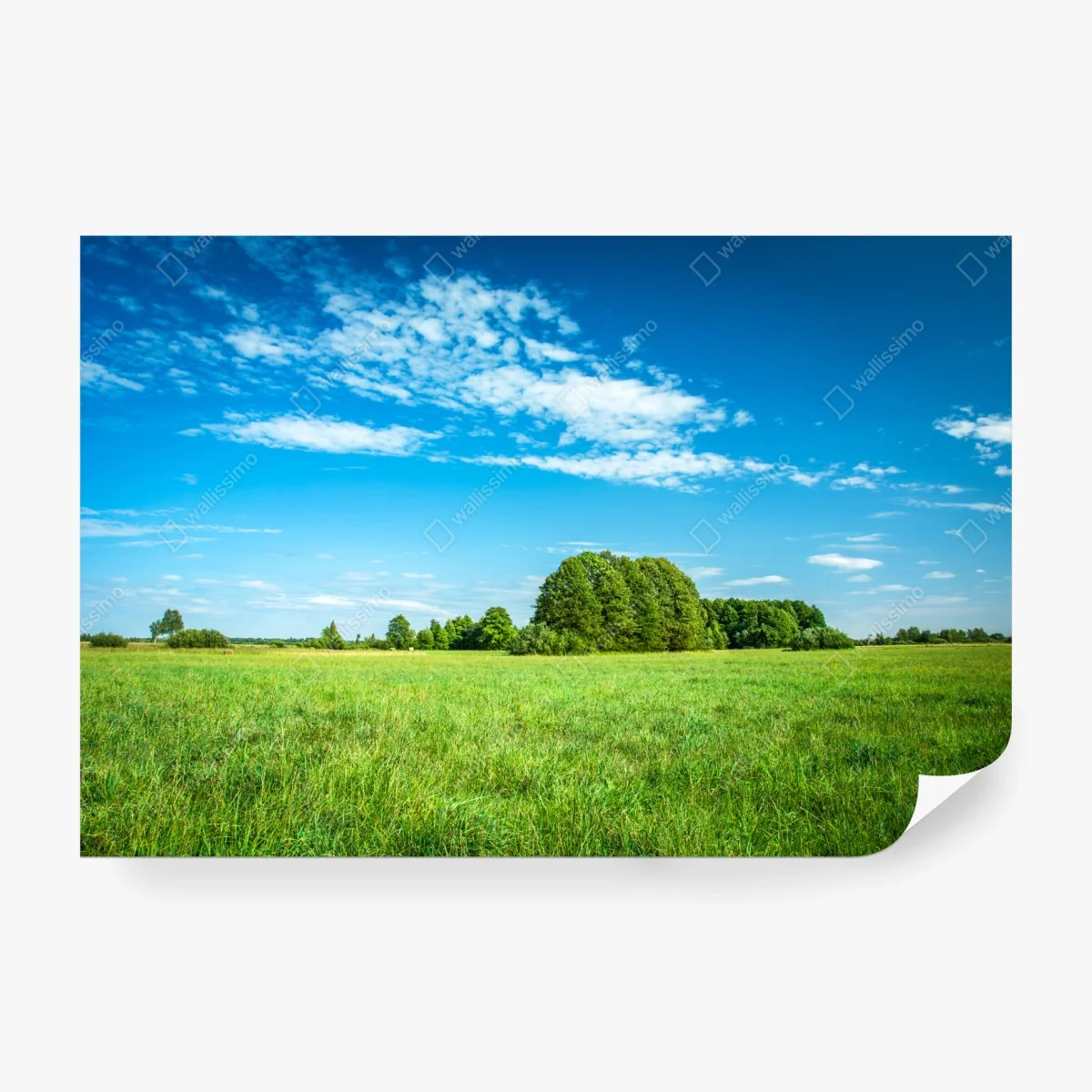 Fototapete sonnige grüne wiese unter blauem himmel – Wallnifity®