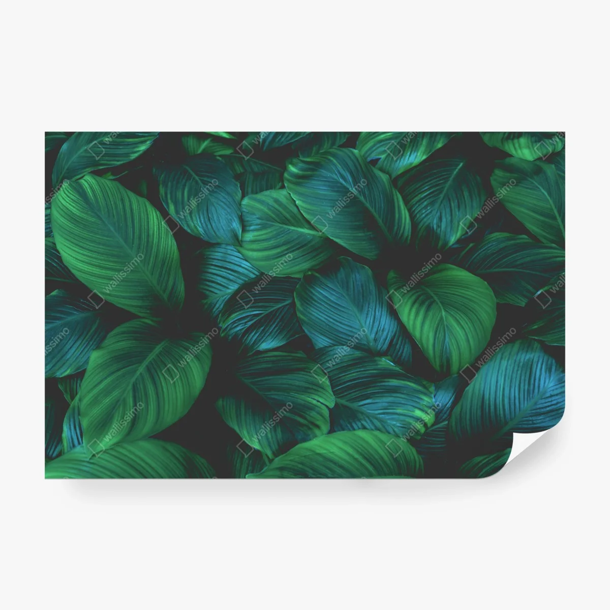 Fototapete üppige tropische blätter – Wallnifity®