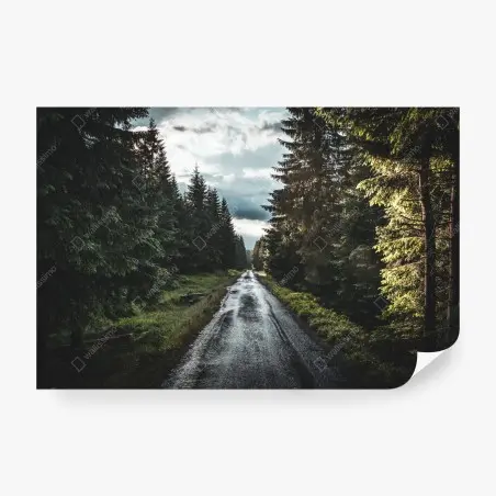 Fototapete waldweg durch neblige kiefern – Wallnifity®