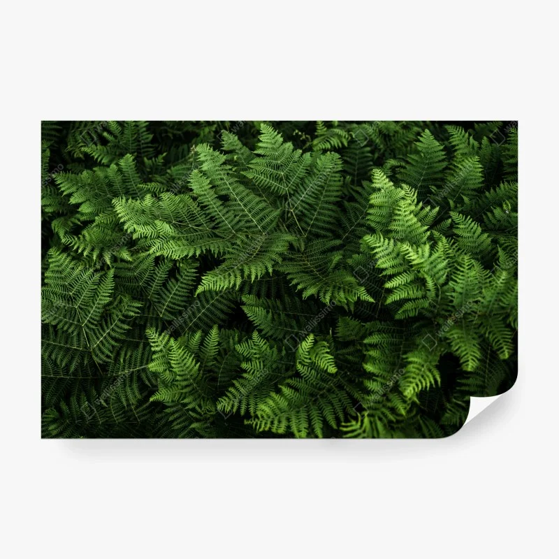 Wälder – Wallnifity®