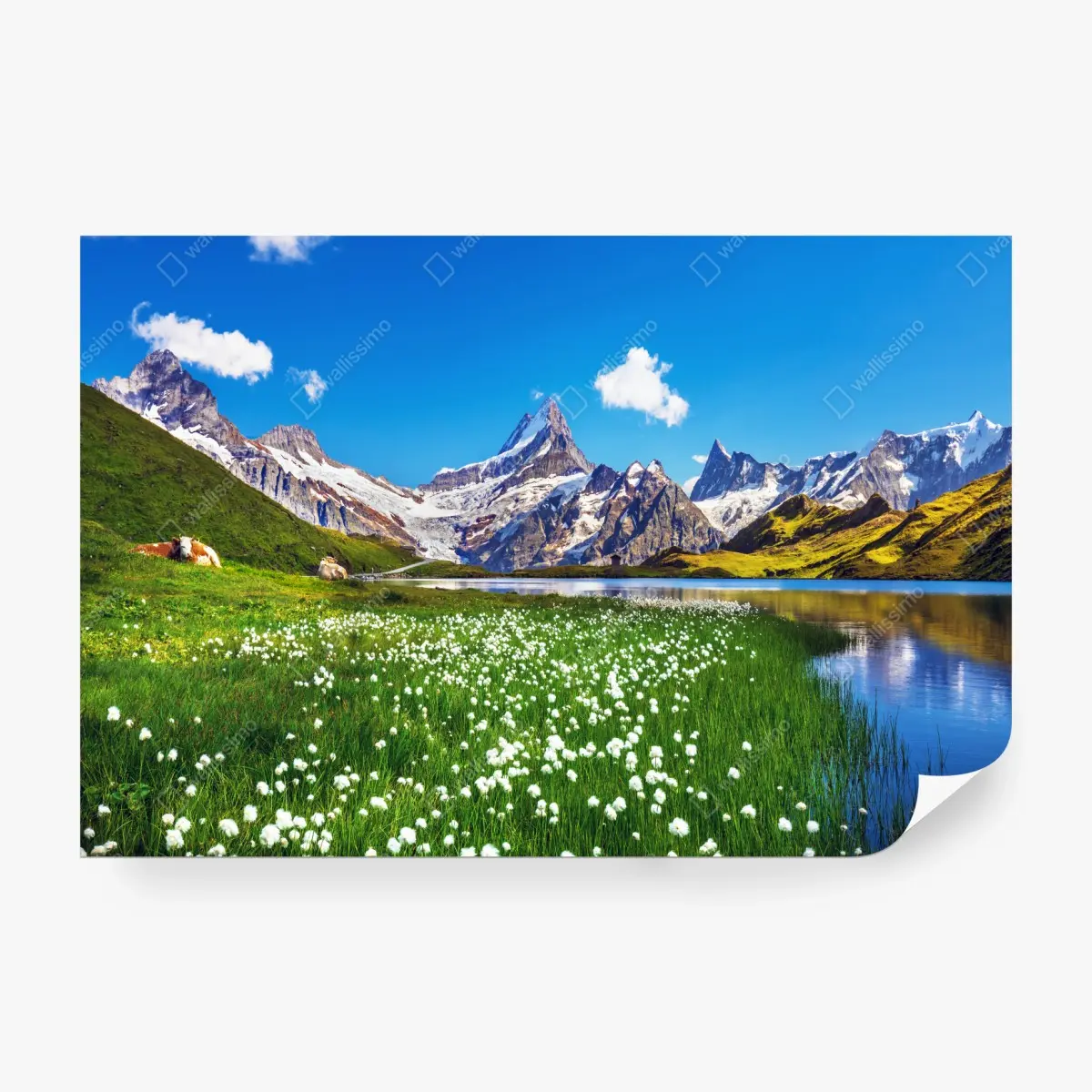 Fototapete alpensee mit blumenwiese und berggipfeln – Wallnifity®