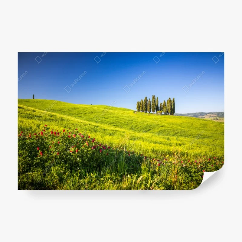 Wiesen – Wallnifity®