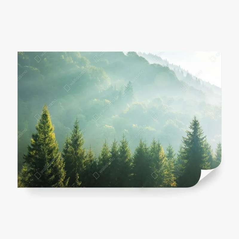 Wälder – Wallnifity®