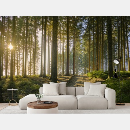 Fototapete sonniger waldweg im morgenlicht – Wallnifity®