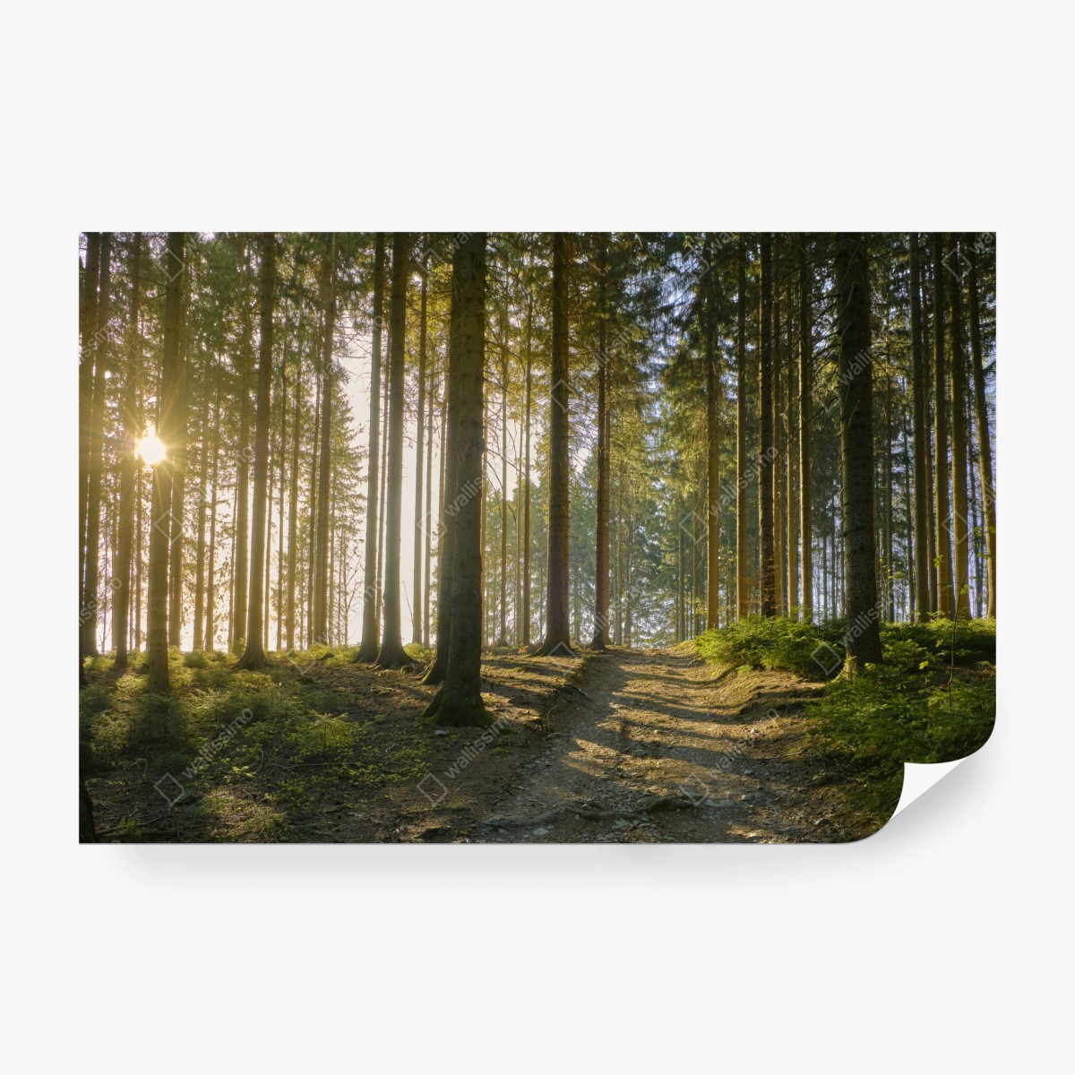 Fototapete sonniger waldweg im morgenlicht – Wallnifity®