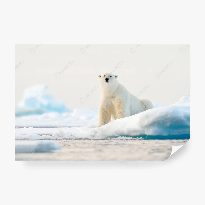 Tiere – Wallnifity®