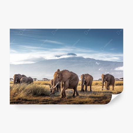 Fototapete elefantenherde vor Kilimandscharo – Wallnifity®