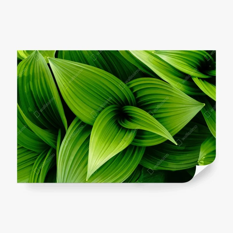 Blumen & Pflanzen – Wallnifity®