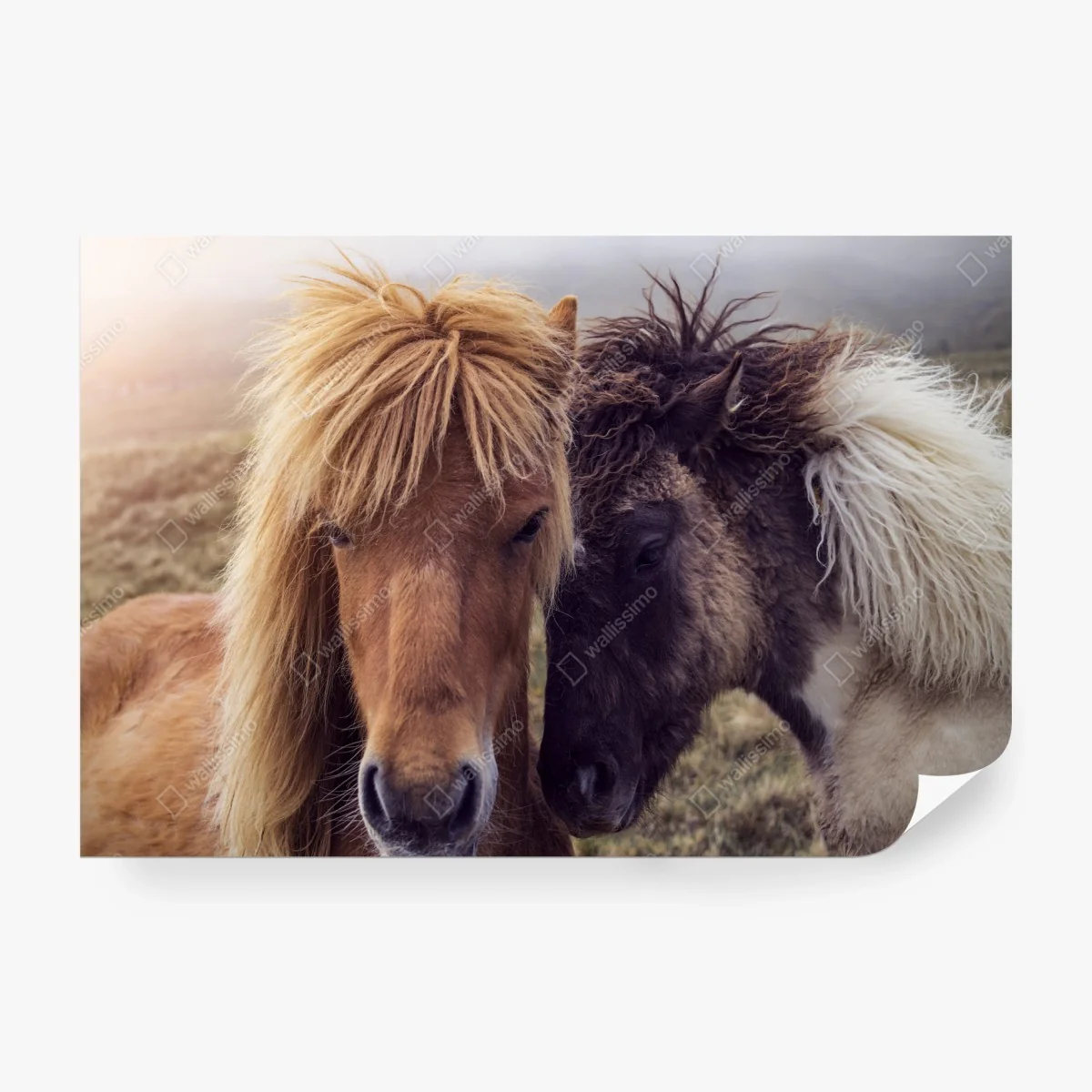 Fototapete zwei pferde auf einem nebligen hügel, Färöer-Inseln – Wallnifity®