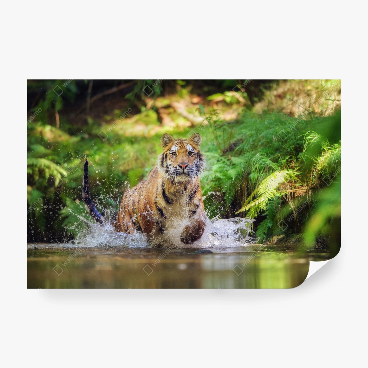 Fototapete majestätischer tiger im waldbach – Wallnifity®