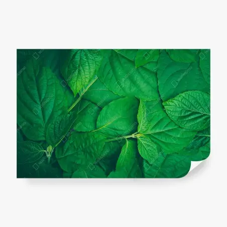 Fototapete saftige grüne blätter – Wallnifity®