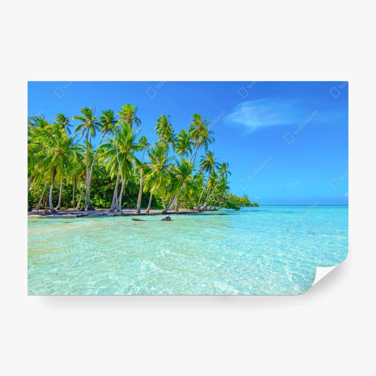 Fototapete tropischer palmenstrand – Wallnifity®