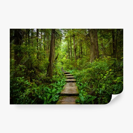 Fototapete ruhiger waldsteg – Wallnifity®