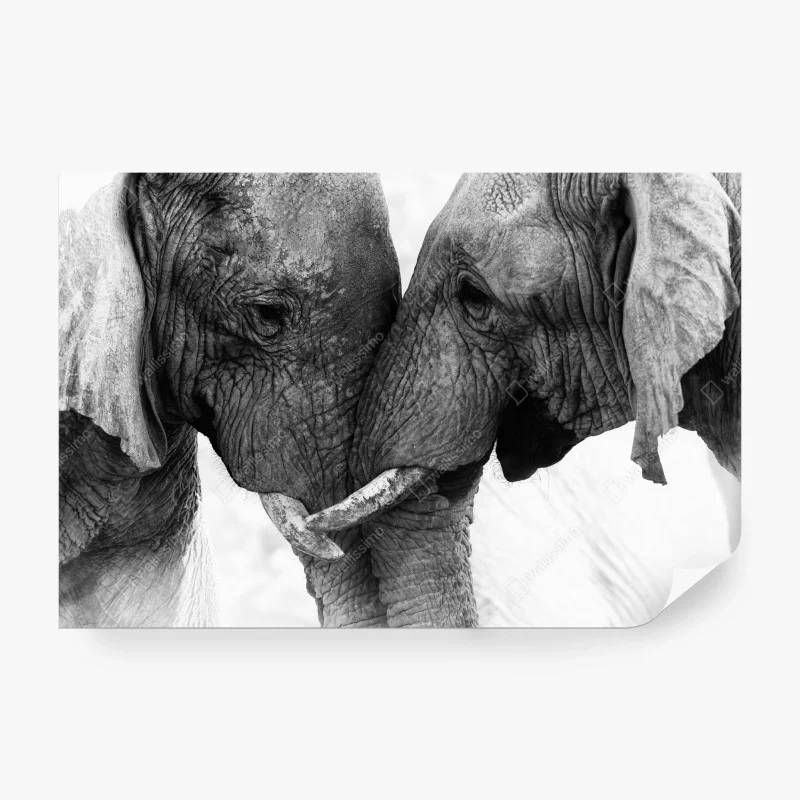 Tiere – Wallnifity®