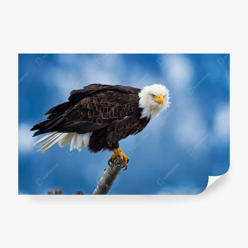 Vögel – Wallnifity®