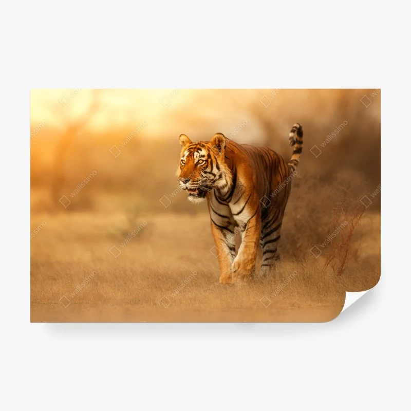 Tiere – Wallnifity®