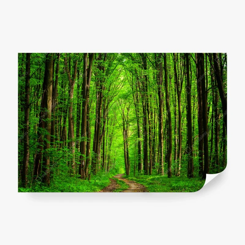 Wälder – Wallnifity®