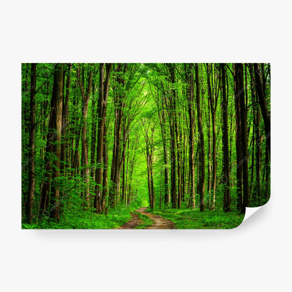 Fototapete üppiger grüner waldweg – Wallnifity®