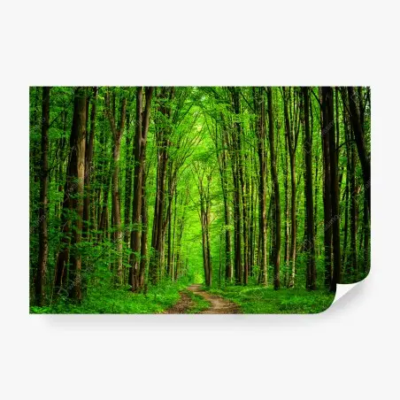 Fototapete üppiger grüner waldweg – Wallnifity®