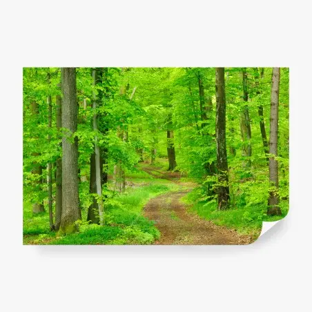 Fototapete ruhiger waldweg im frühling – Wallnifity®