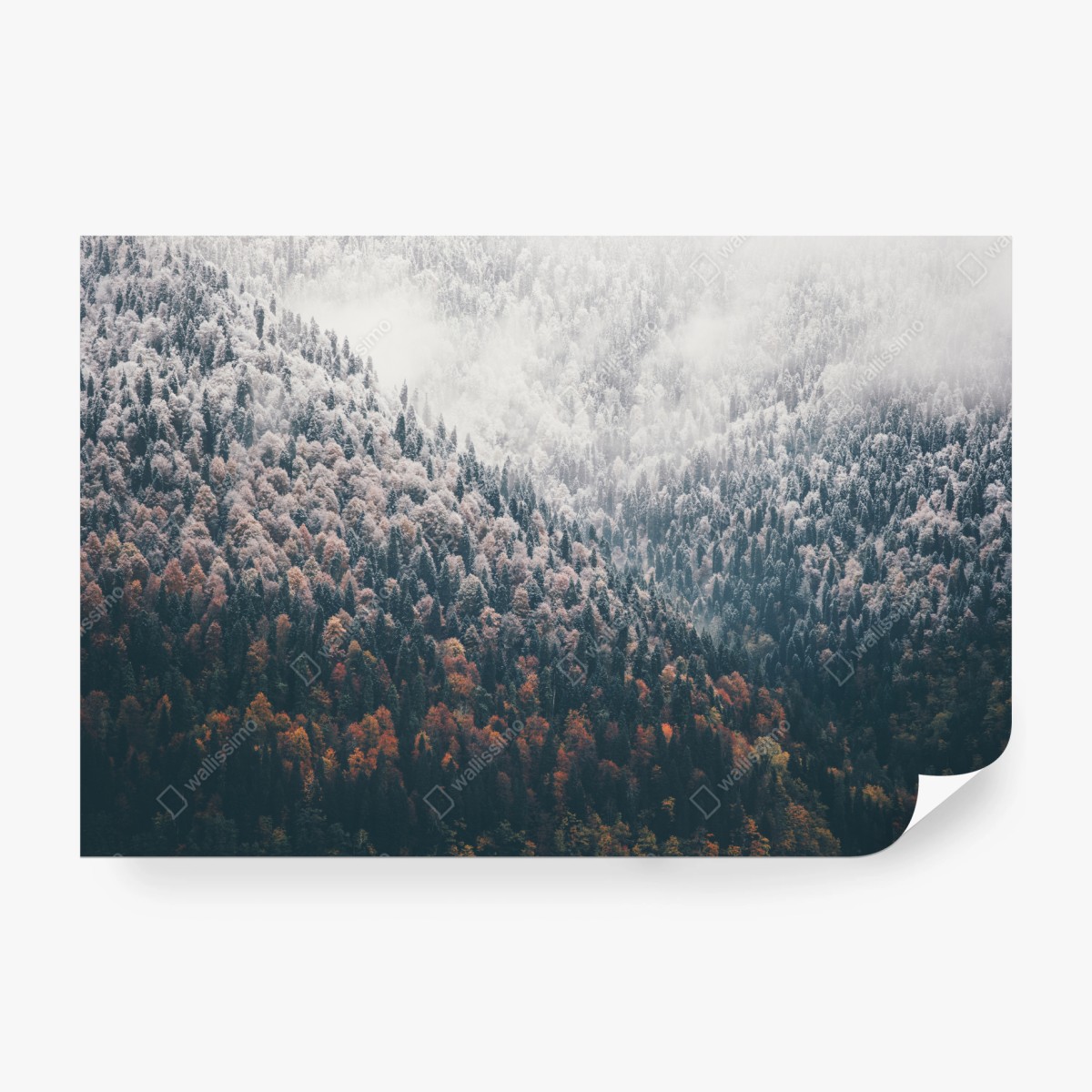 Fototapete nebliger herbstwald am schneebedeckten berg – Wallnifity®