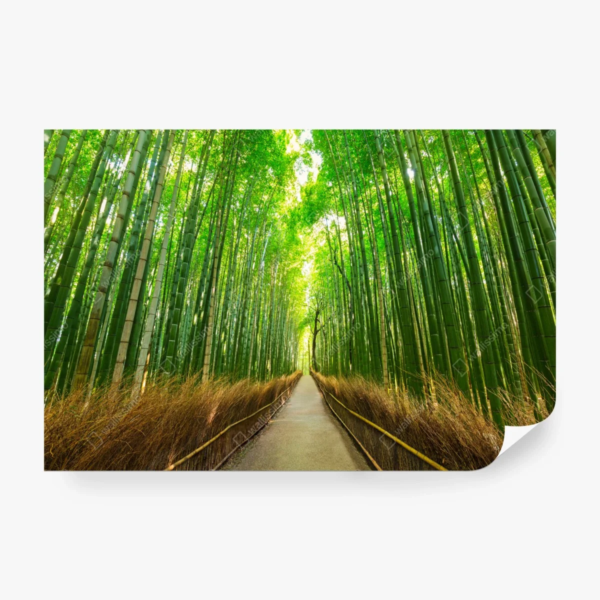 Fototapete ruhiger bambusweg in Kyoto – Wallnifity®