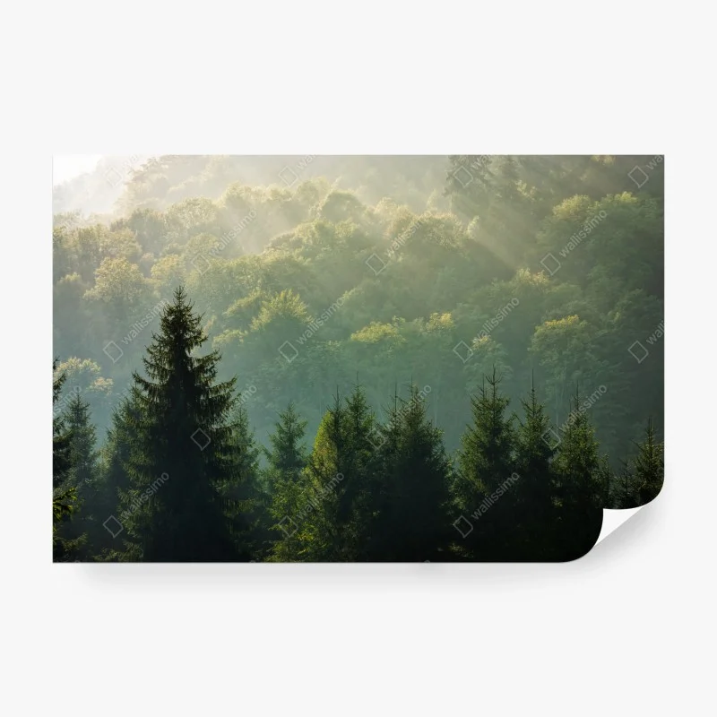 Wälder – Wallnifity®