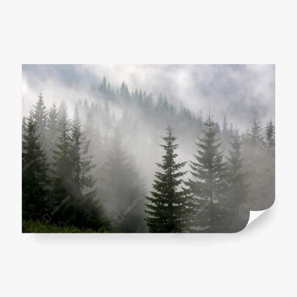 Fototapete nebliger kiefernwald im morgengrauen – Wallnifity®